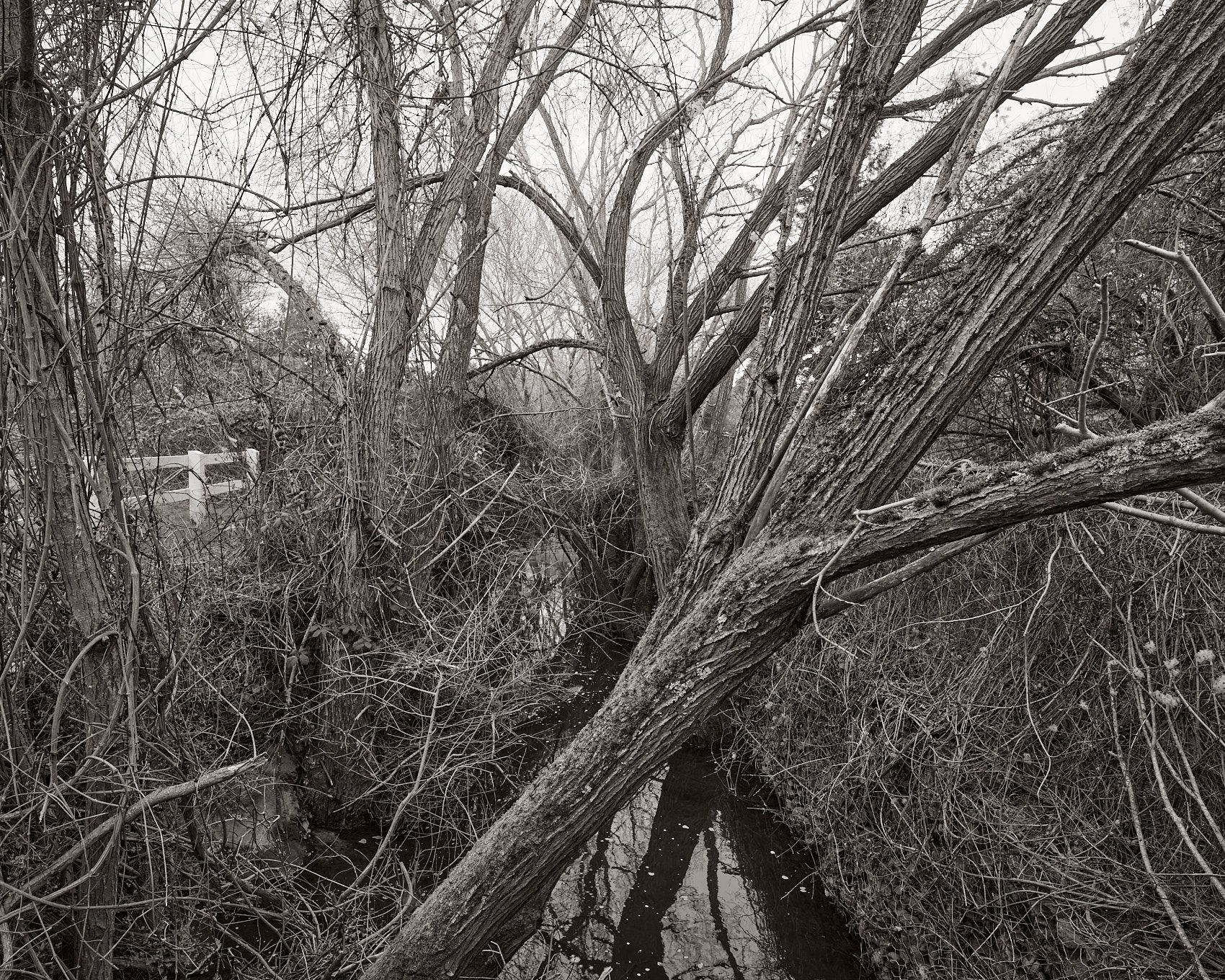 A fine art photographic print of Bowker Creek Watershed. From the 2025 series by Jamie Drouin titled Along/Aside, a project showing the diverse landscapes surrounding the creek.