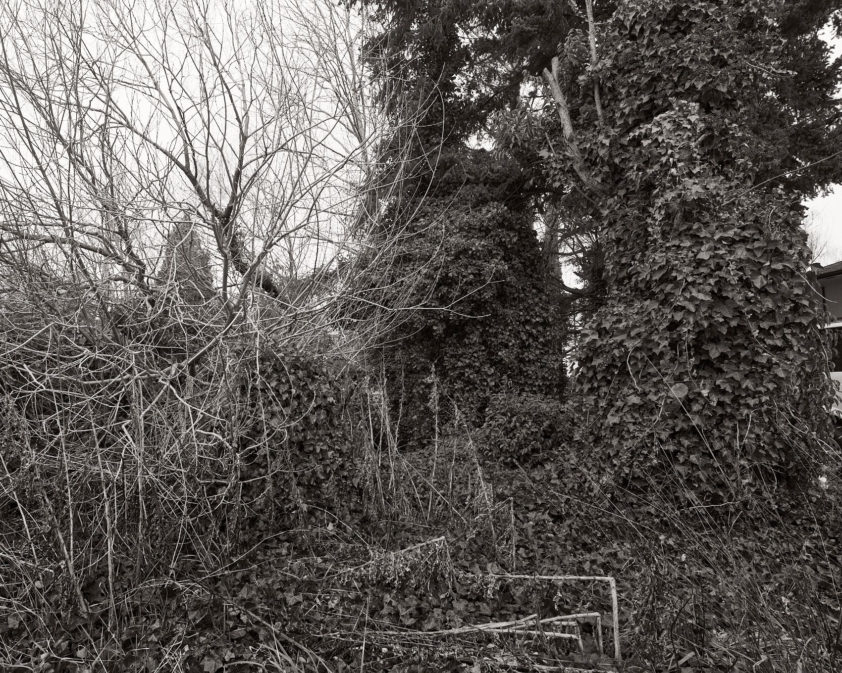 A fine art photographic print of Bowker Creek Watershed. From the 2025 series by Jamie Drouin titled Along/Aside, a project showing the diverse landscapes surrounding the creek.
