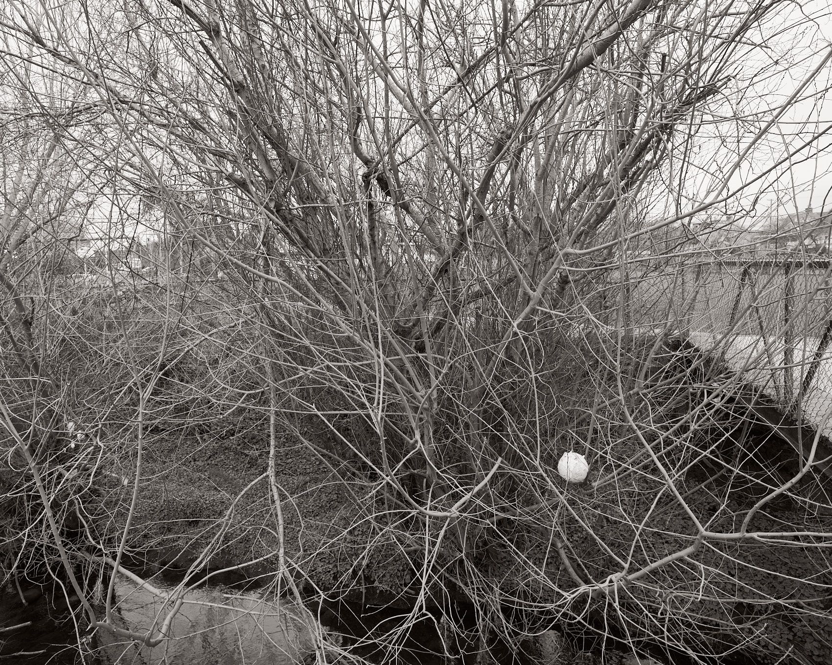 A fine art photographic print of Bowker Creek Watershed. From the 2025 series by Jamie Drouin titled Along/Aside, a project showing the diverse landscapes surrounding the creek.