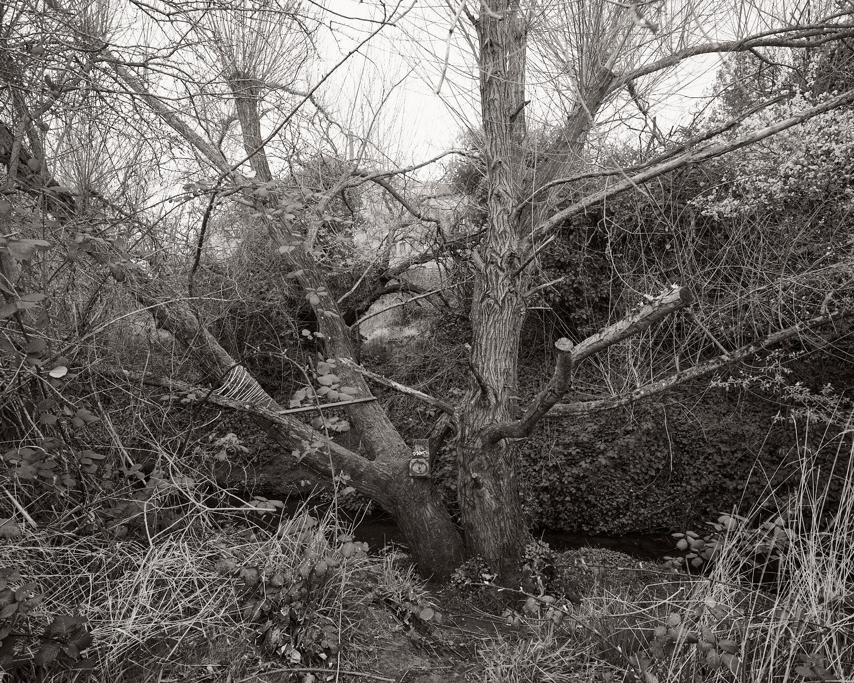 A fine art photographic print of Bowker Creek Watershed. From the 2025 series by Jamie Drouin titled Along/Aside, a project showing the diverse landscapes surrounding the creek.