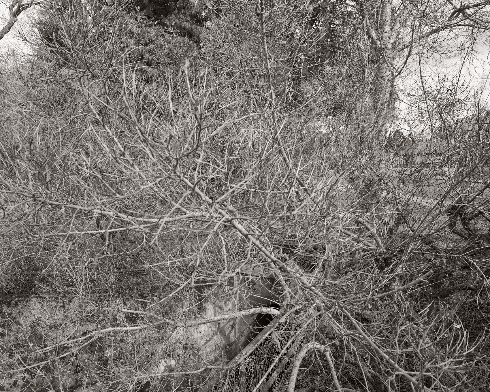 A fine art photographic print of Bowker Creek Watershed. From the 2025 series by Jamie Drouin titled Along/Aside, a project showing the diverse landscapes surrounding the creek.