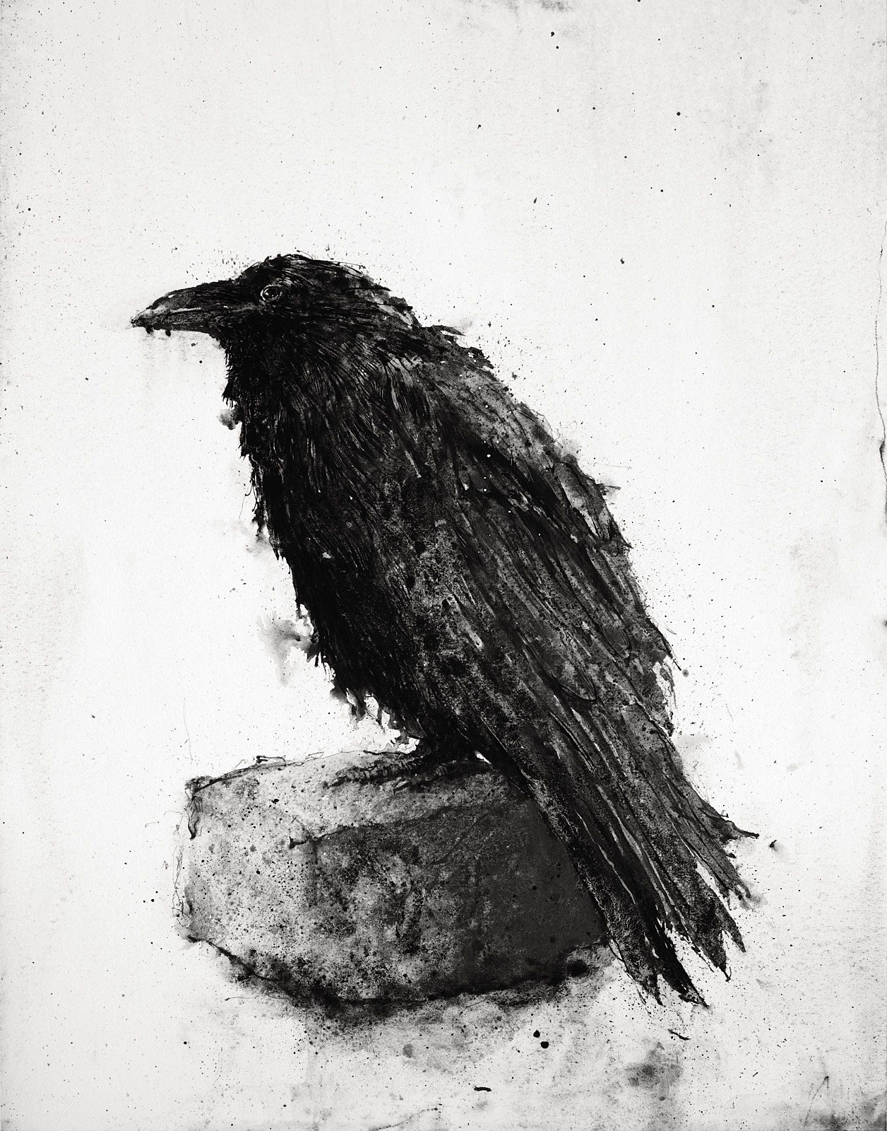 watercolour and graphite painting of raven
