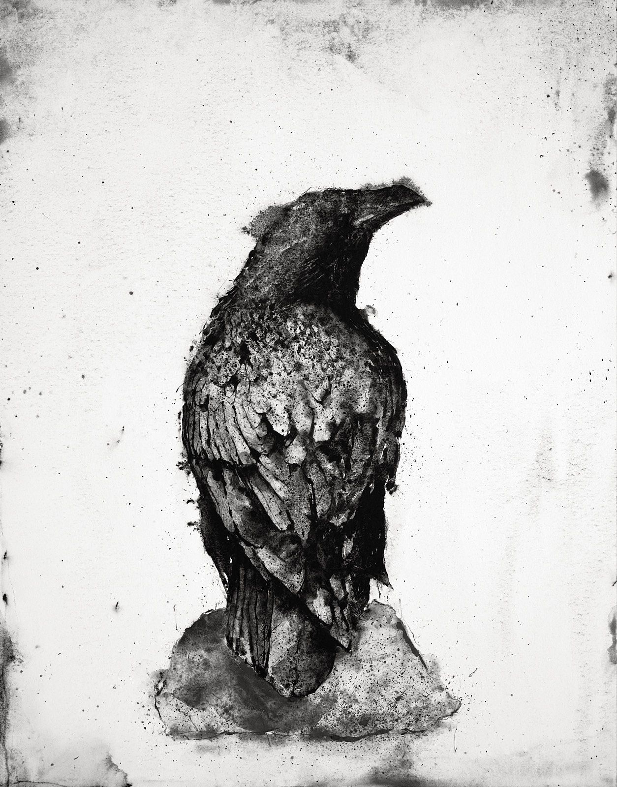 watercolour and graphite painting of raven
